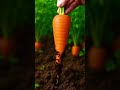 How Carrots Get to Us 🥕🌱 Carrot Journey #shorts #learn