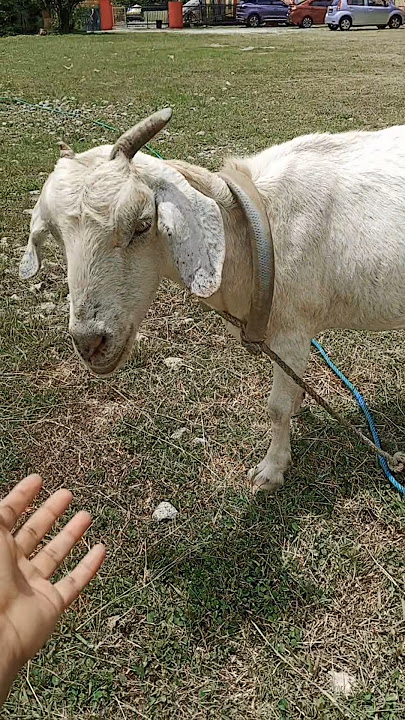 Download lagu #chinesetemple #pets #chinese #china #buddha #buddhism #temple #goat #ruralvillage