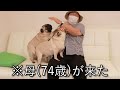 【一人暮らし】犬を飼って結婚願望を失った30代の家に母が来たらこうなった