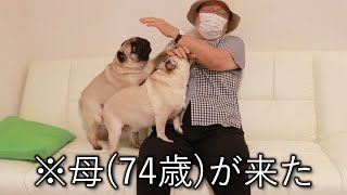 【一人暮らし】犬を飼って結婚願望を失った30代の家に母が来たらこうなった