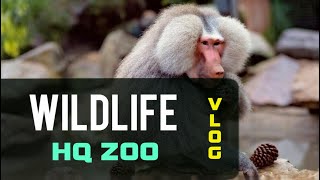 Wildlife HQ Zoo at the Big Pineapple 🍍 | Full Vlog