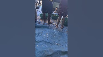 Innovative Smart Idea for Separating Corn Kernels Using Modern Machinery #shorts