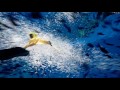 ABZU - Swimming with penguins narwhal and blue whale