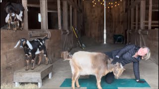 Yoga with Hope & Don Pedro in the Sunflower Farm Barn