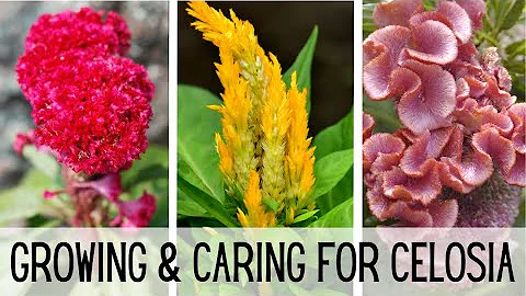 Growing & Caring For Celosia 🌺🌺 || Celosia Flower || Starting Celosia From Seed || Cockscomb Celosia