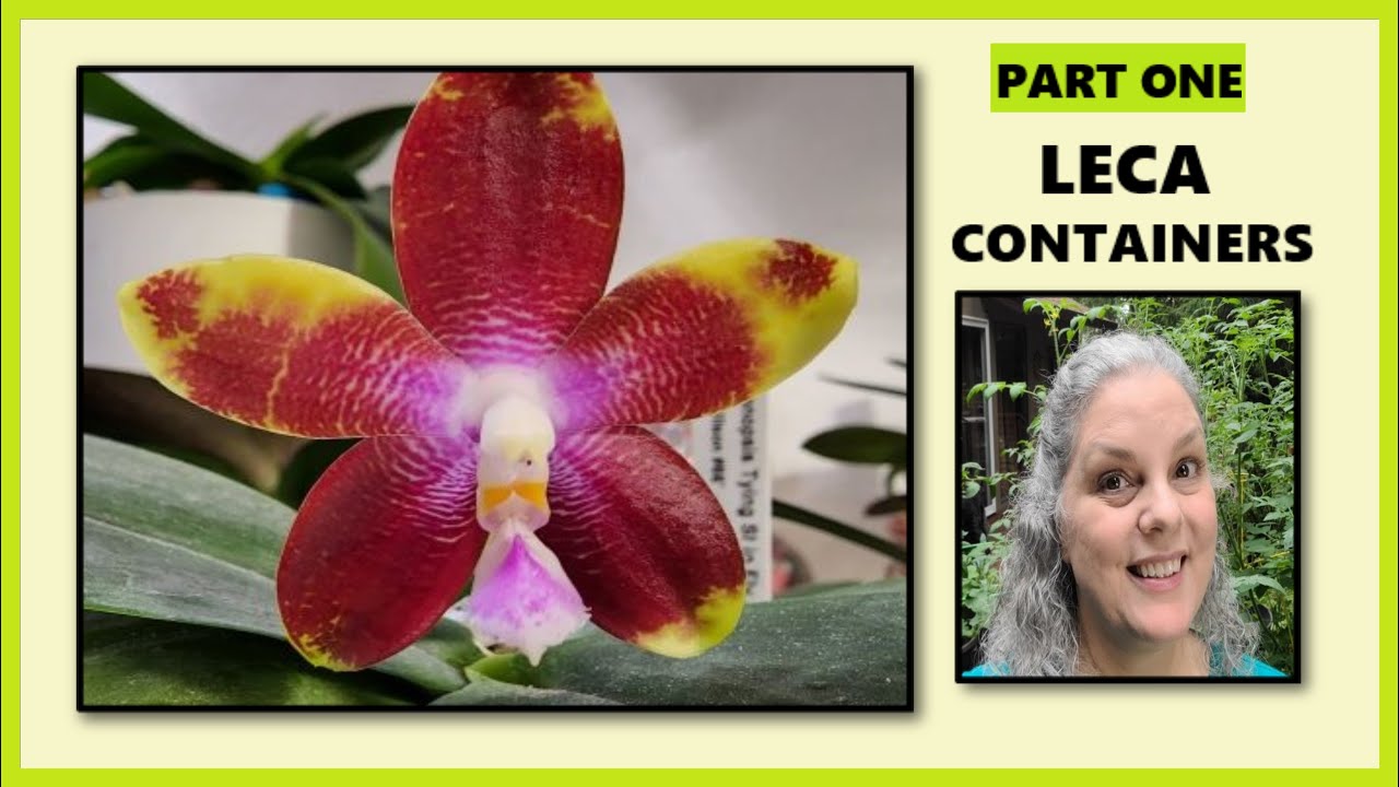 LECA CONTAINERS FOR SELF WATERING ORCHIDS, PART ONE, NINJA_ORCHIDS