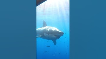 Thumbnail of Real life JAWS‼️ #shark #sharks #greatwhite #sharkweek #sharkfamily #jaws #ocean #giant #shorts