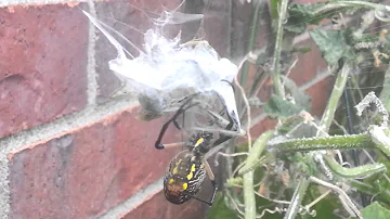 Big Black and Yellow Spider vs Praying Mantis