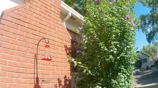 Hummingbirds at Feeder in Sacramento