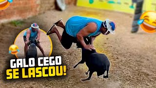 BLIND ROOSTER WAS KNOCKED DOWN BY CHICO THE SHEEP 🤣🤣 | BLIND ROOSTER REVIEWS