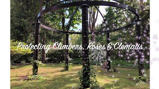 Protecting Climbers, Roses and Clematis