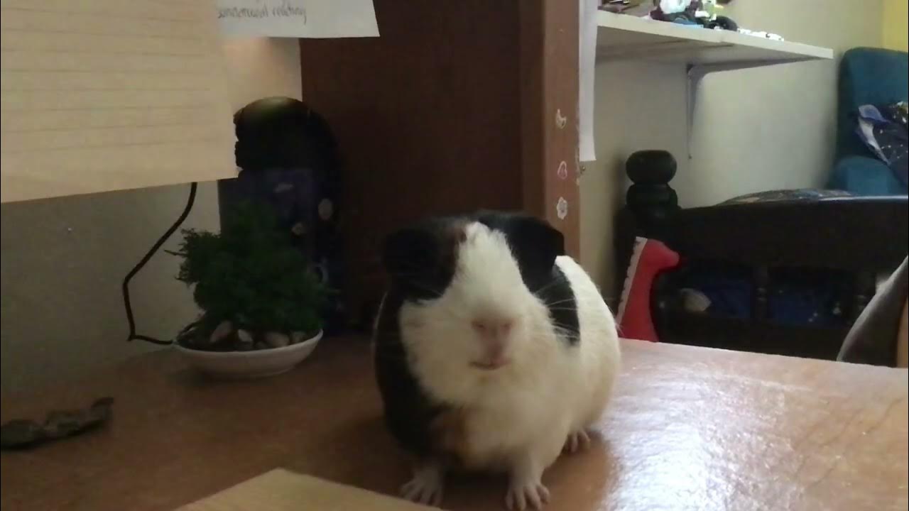 Why. Why does my guinea pig stare at me YouTube