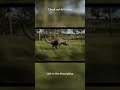 Fastest animal speed comparison