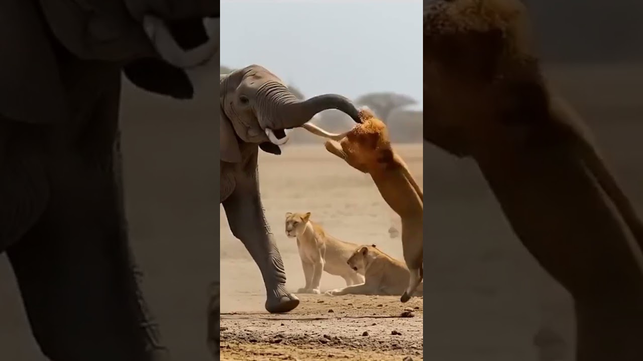 Cheetah Family in Danger‼️They’re in Trouble! 