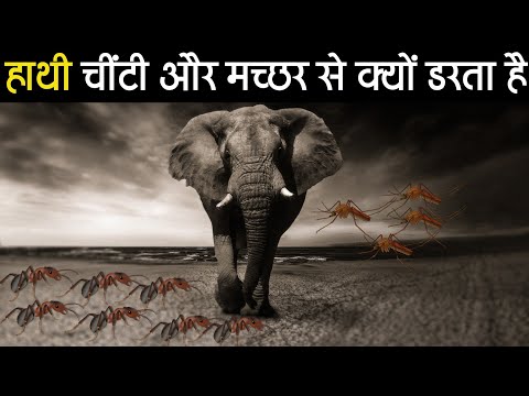 वीडियो: पिग्मी हाथी खतरे में क्यों है?