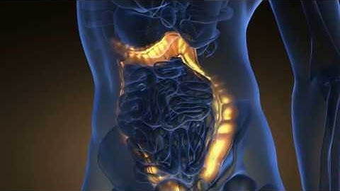 Video Guru - 3D Animation: Human Colon