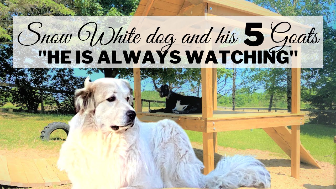 NEVER TRUST A COURIER! || Short Stories from the Barnyard || 