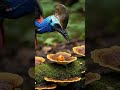 FuFull Grown Cassowary 😳 The Most Dangerous Bird #shorts #cassowary #wildlife #animals #documentary