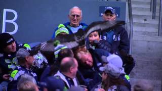 Huge Bird Lands On Fans Head At Seattle Seahawks Game   11914