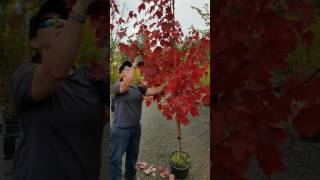 E0706990 Video 5 Pruning October Glory Maple 31468PA
