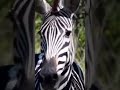 Zebra got alarmed ! #zebra #wildanimals