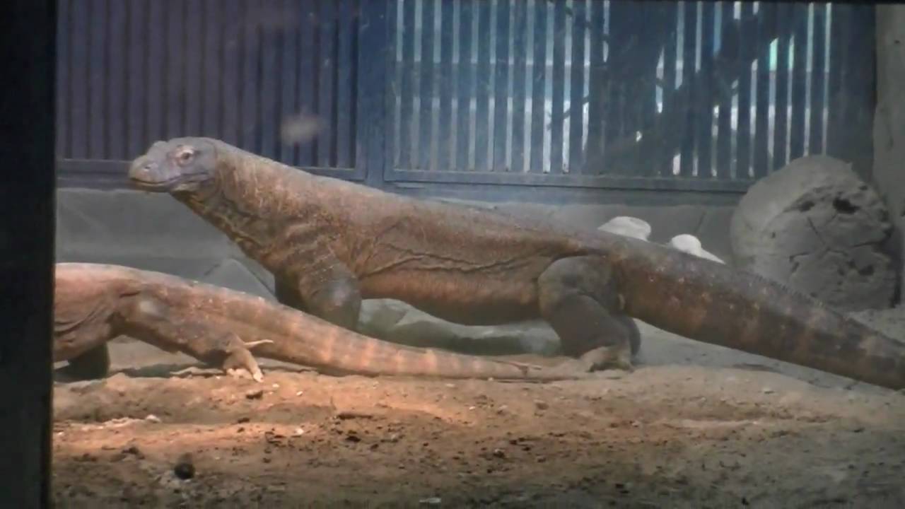 コモドオオトカゲの給餌 円山動物園 Komodo Dragon Youtube