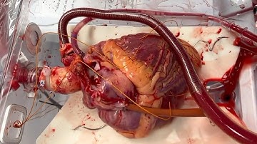 سورةالقمان:هَـٰذَا خَلْقُ ٱللَّهِ فَأَرُونِى مَاذَا خَلَقَ ٱلَّذِينَ مِن دُونِهِۦ