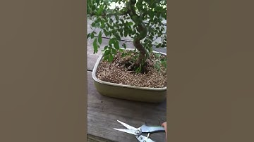 Pruning Bonsai Before