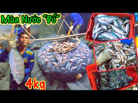 Video Lưới Kèo 10 | Bắt Gặp Đàn Cá Chàm Xanh Xoáy Nước | Vác... - youtube