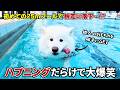 【仰天】初めて25ｍプールでサモエドを泳がせてみたらとんでもないことが連発しすぎましたw