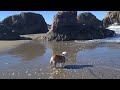 Englishbulldog Trip To Glass Beach CA