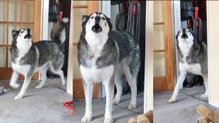 The Funniest Most Dramatic Husky Entrances!