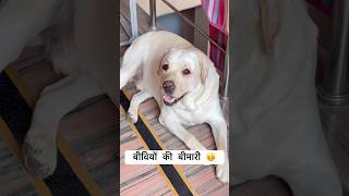 बीवी की बीमारी🤪 #comedy #funny #shorts #dog #labrador #dogshorts