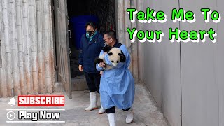 Panda Baby Starting To Explore The World With Nanny’s Guidance | Ipanda