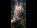 Crustacean Shell Hardening