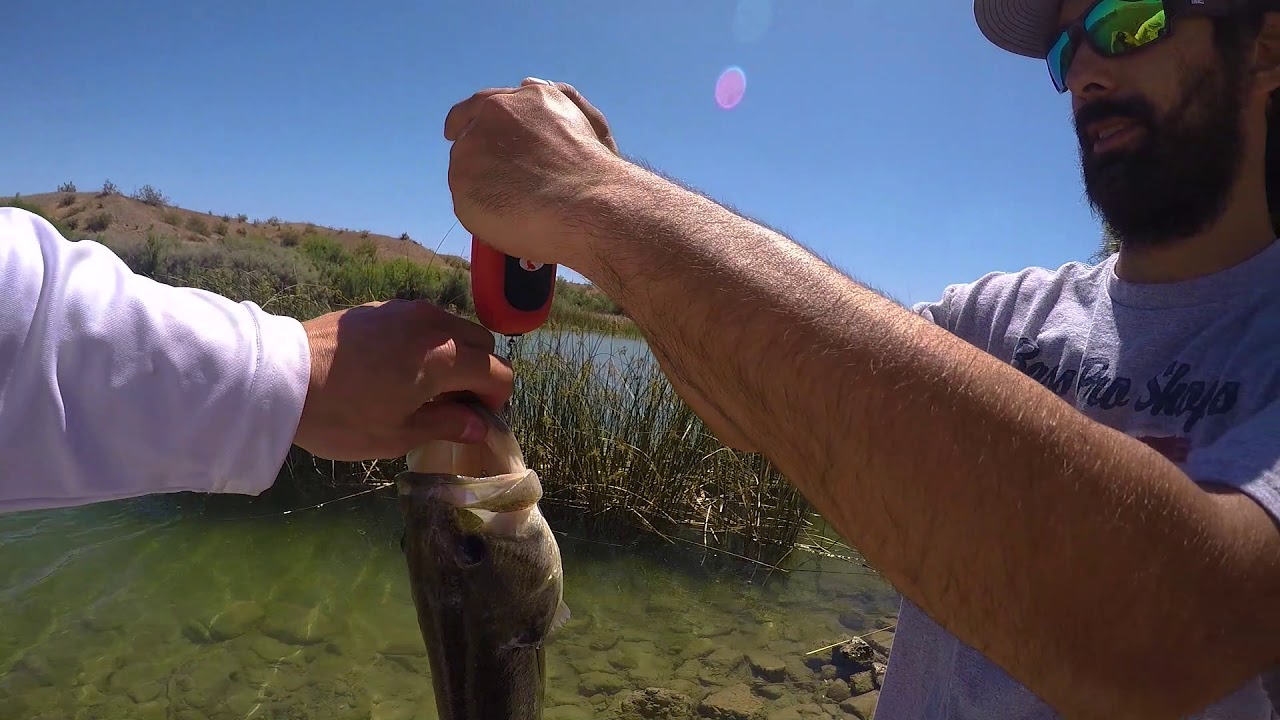 Bass Fishing Lake Havasue Arizona and California - YouTube