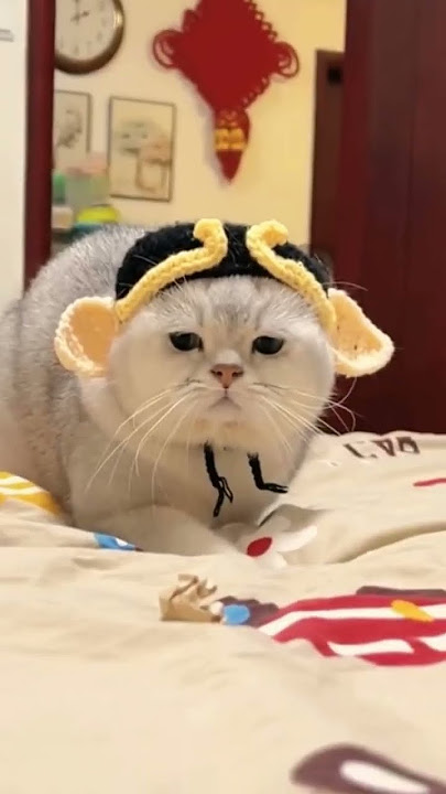 tang ting tung #cat #cing #catlover #simeonk #oren #pets #memes #simeongkucinglucu #petlover #sioyen