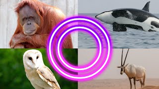 Animals And Birds Starting with O || Amazing Animals Starting With O by InfoZillien 26,389 views 2 months ago 4 minutes, 10 seconds