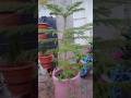 jugadu flower pot stand# beautiful Christmas tree #anchahi BEL#terracegardenindia 😘😋