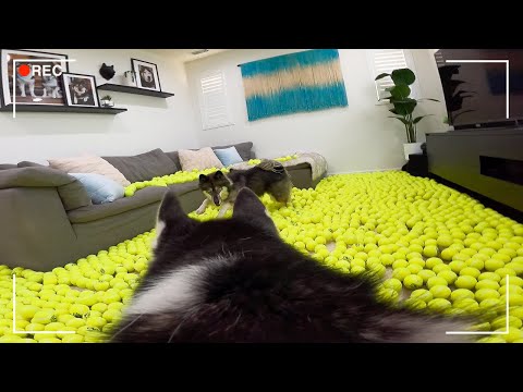 Video: Pet Scoop: Husky salvat de la furtuna de scurgere, câinii joacă Ball Boys la meciul de tenis