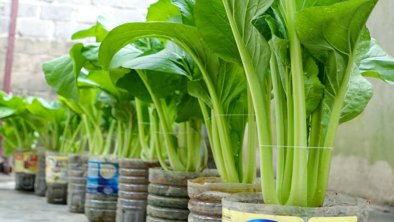 Вы когда-нибудь видели дома такую большую горчицу, выращенную в пластиковых бутылках?