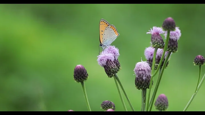 Wildflower  and butterfly