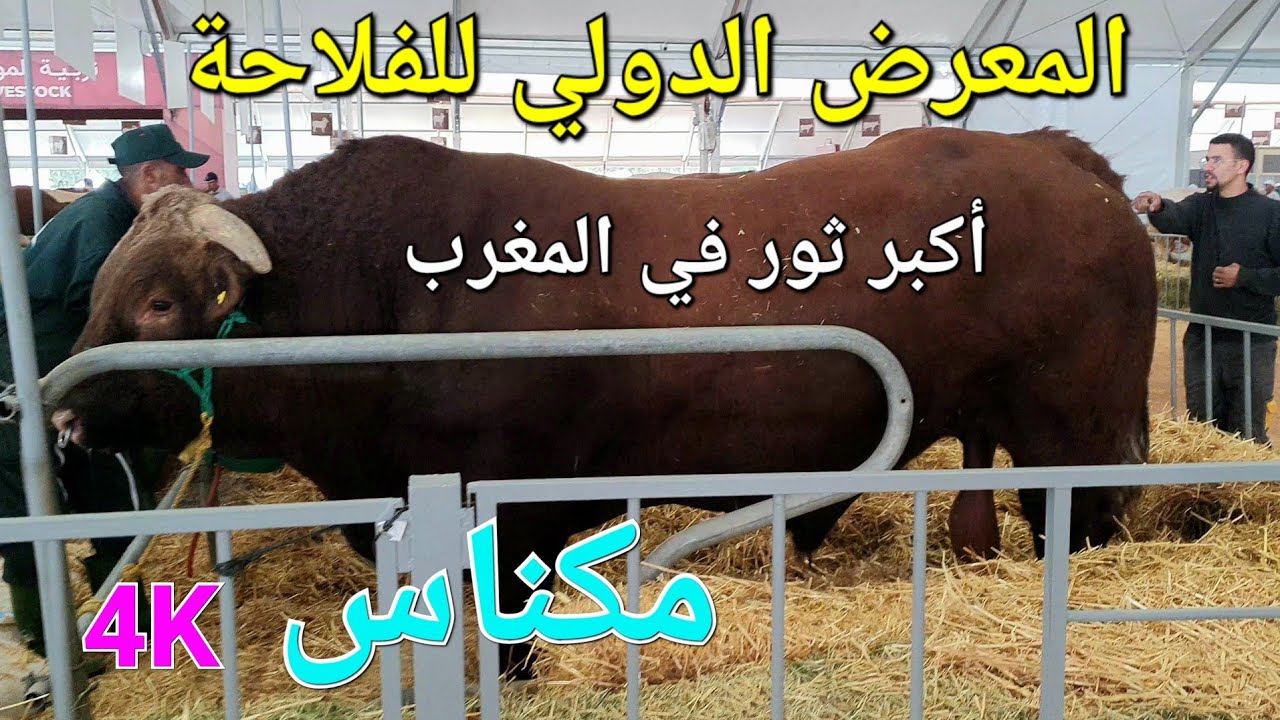 المعرض الدولي للفلاحة مكناس الأغنام والأبقار والدجاج