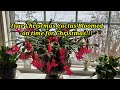 True Christmas Cactus Bloomed on time for Christmas!!!/게발선인장이 크리스마스에 맞춰서 폈어요!!!
