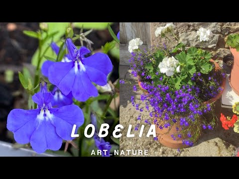 Video: Cultivo de Lobelia: Consejos para el cuidado de Lobelia