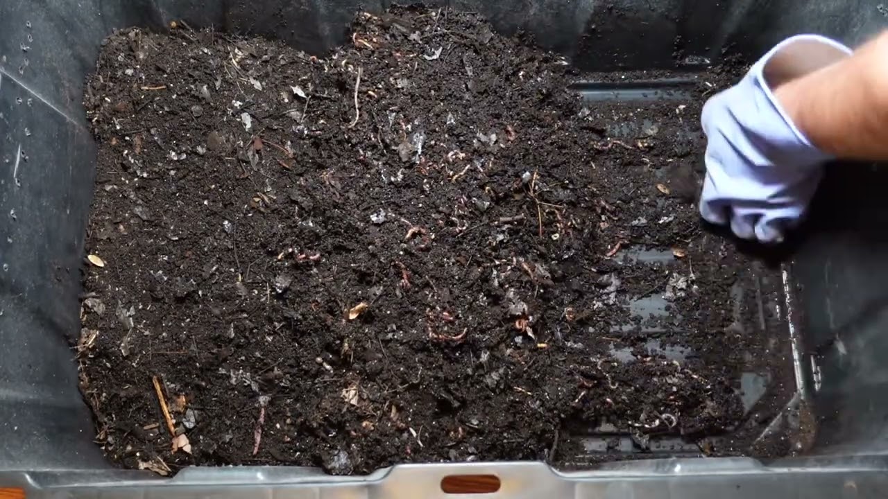 Worm Wednesday Feeding Natural Bedding Bin Feeding 