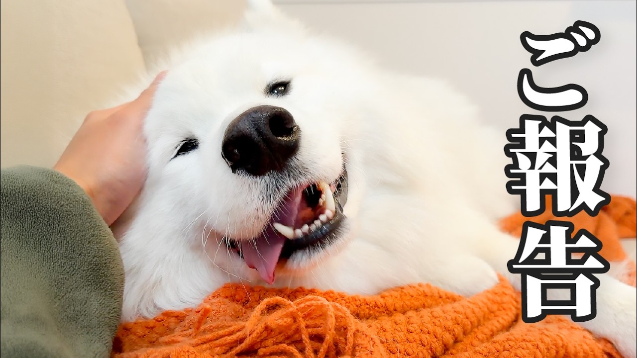 We're Bringing Home a Samoyed Puppy! - YouTube