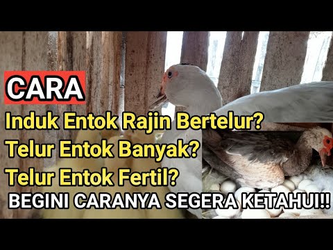 Cara Memelihara Bebek Agar Cepat Bertelur