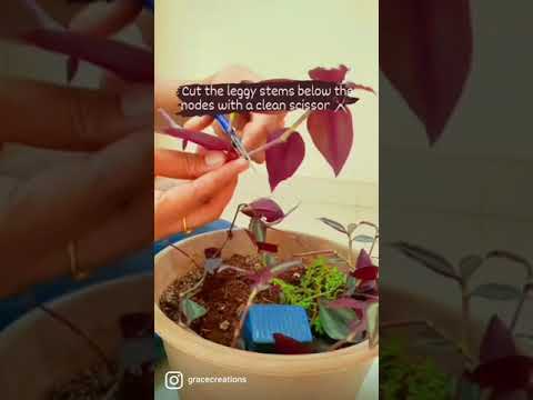 Бейне: Tradescantia неге түсін өзгертеді?