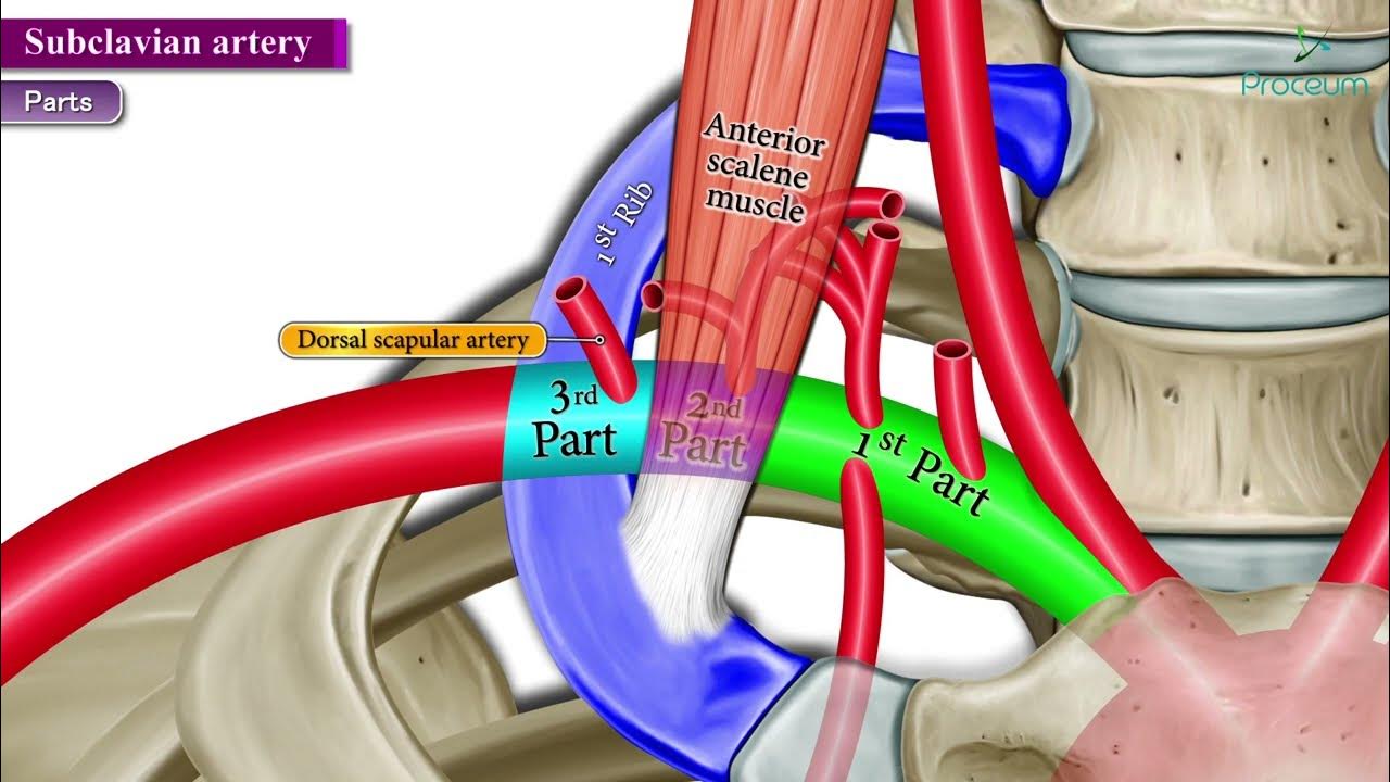 Subclavian Artery Anatomy (Animated Video) YouTube